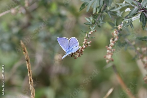 Obraz na płótnie Nice rare blue adonis butterfly