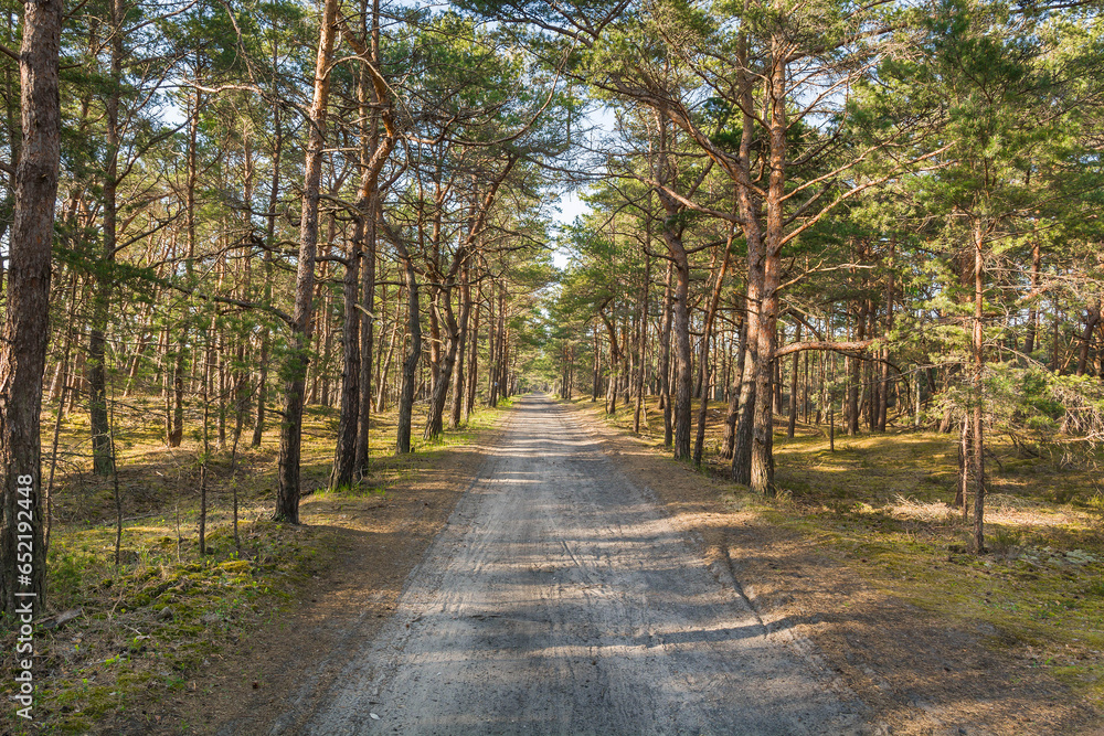 Obraz premium A straight road stretching into the distance in a summer pine forest. Peace and quiet.