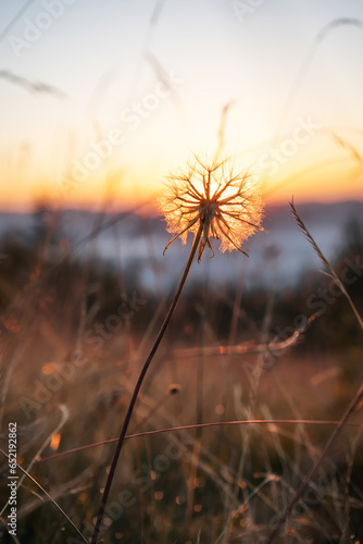Dawn in the Ukrainian Carpathians. The sun shines through the dandelion. Natural background.