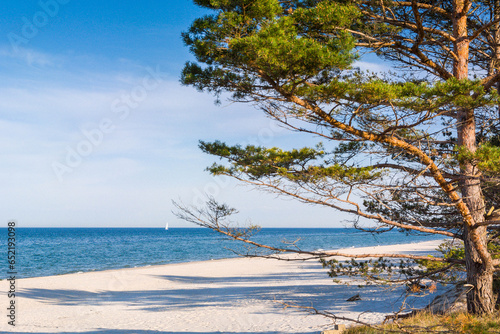 Forest beaches of the Baltic Sea, with sandy entrance, panoramic image.