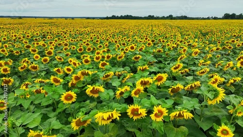 camera movement over a field of blooming sunflowers, aerial shot, summer, 4K