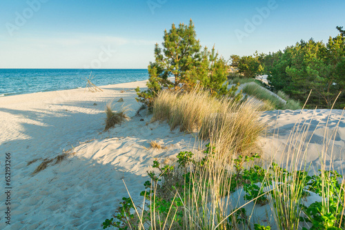 Fototapeta Naklejka Na Ścianę i Meble -  Forest beaches of the Baltic Sea, with sandy entrance, panoramic image.