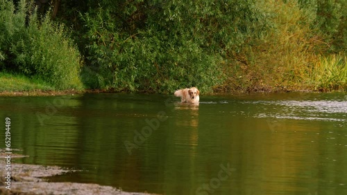 Wallpaper Mural Golden Labrador Retriever dog playing and splashing in water Torontodigital.ca