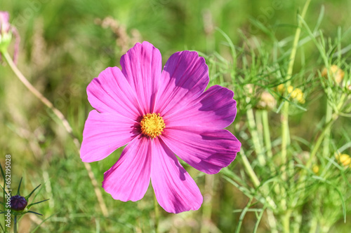 fleur marguerite