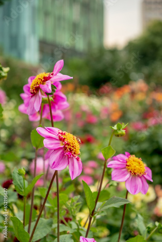 dahlia flowers in the garden