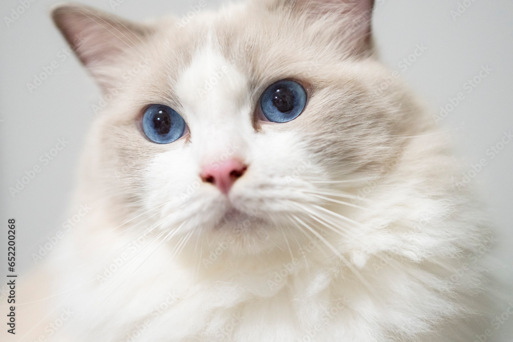 A close up portrait of a cute regdoll cat. A close up portrait of a cute regdoll cat.