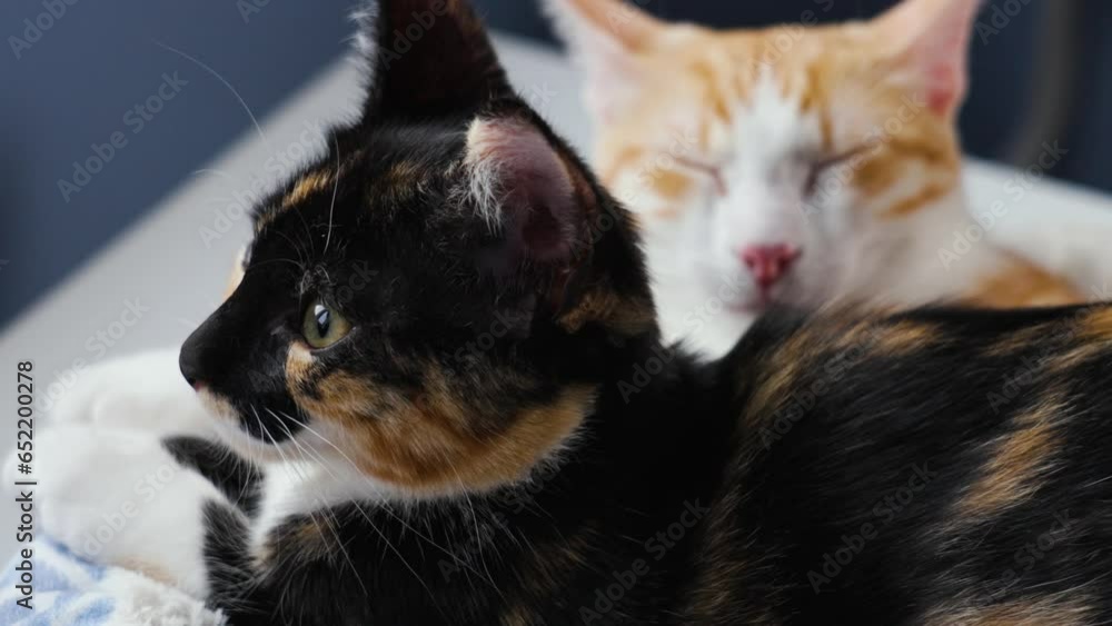 Family of sleeping young ginger cat and tortoiseshell kitten resting close up Family of sleeping young ginger cat and tortoiseshell kitten resting close up