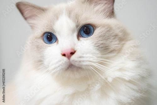 A close up portrait of a cute regdoll cat. photo