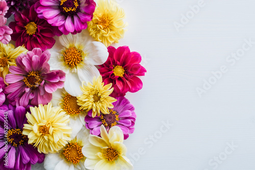 Fotografi Beautiful colorful zinnia and dahlia flowers in bloom on white background with copy space for text, flat lay style
