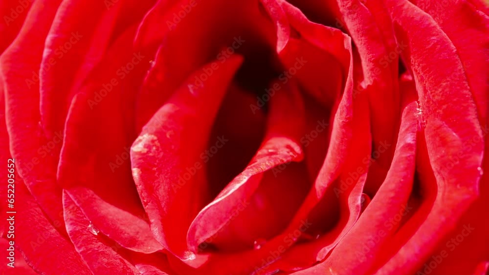 A close-up of a deep red rose grown in a garden. The curves and color of its petals are enchanting. High quality 4k footage A close-up of a deep red rose grown in a garden. The curves and color of its petals are enchanting. High quality 4k footage