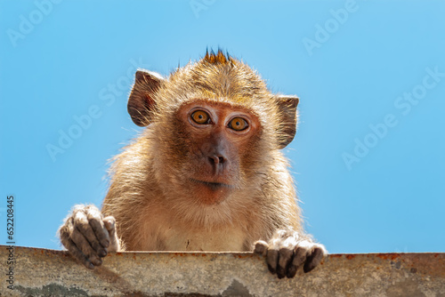 Portrait of Crab-eating Macaque photo