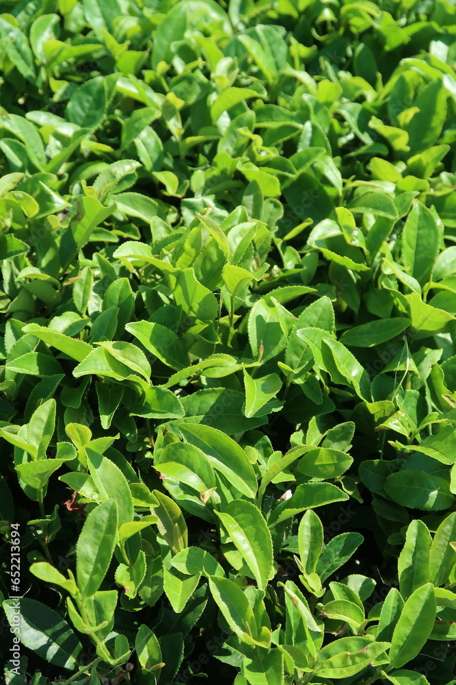 Green leaves of green tea at sunny day, green tea bush Green leaves of green tea at sunny day, green tea bush