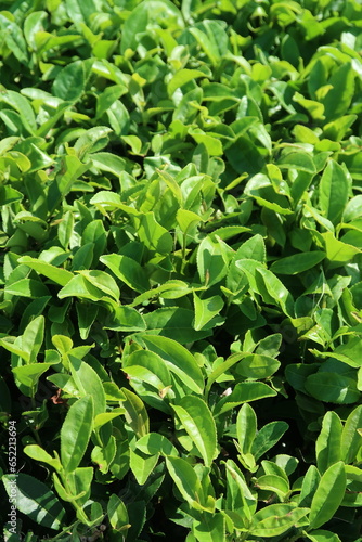 Green leaves of green tea at sunny day, green tea bush