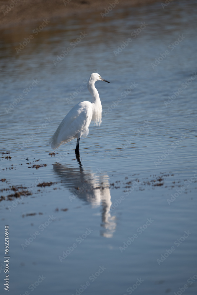 Egret with its feet in the water fishing
Egret with its feet in the water fishing