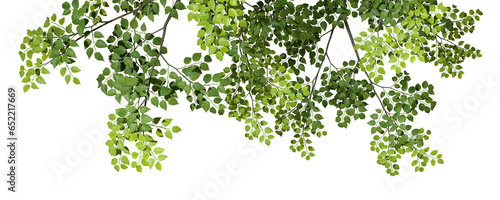 Tree branches leafs top compositions on transparent backgrounds 3d rendering png