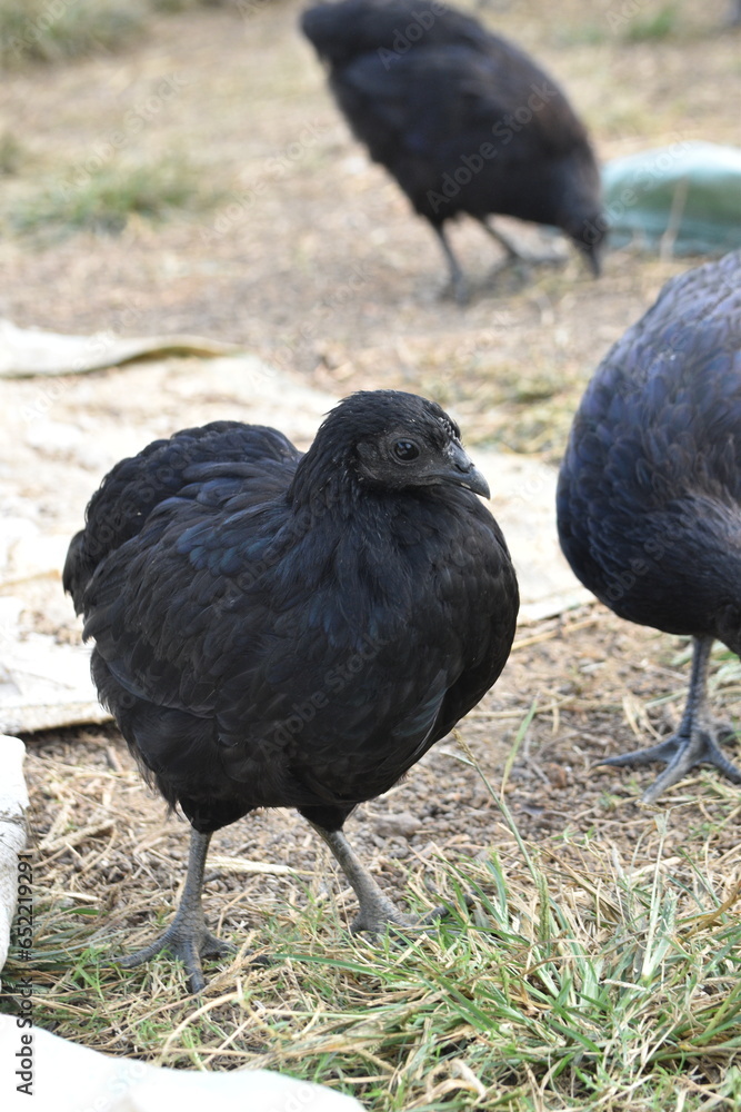Fototapeta premium Kadaknath Kali Masi Fully Black Chicken Breed in Backyard Farm Foraging, Living, Roosting and Fighting