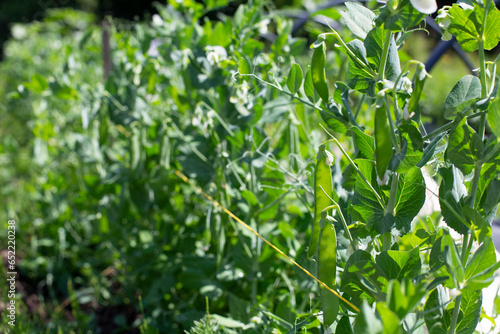 Beautiful close-up of green fresh peas and pea pods.