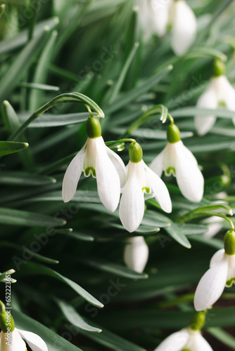 lily of the valley in the garden