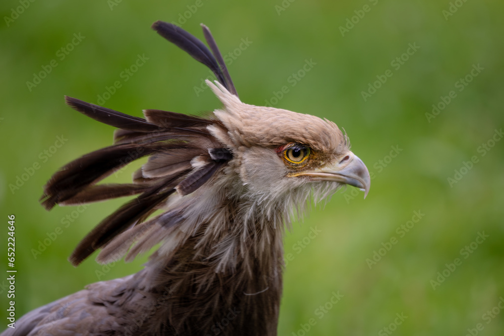 Fototapeta premium Secretarybird - Sagittarius serpentarius, iconic bird from African savannas, Taita hills, Kenya.