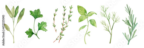 Collection of watercolor illustrations of herbs and spices. Sage, coriander, rosemary, basil, dill, thyme. Seasoning for food. Hand drawn.