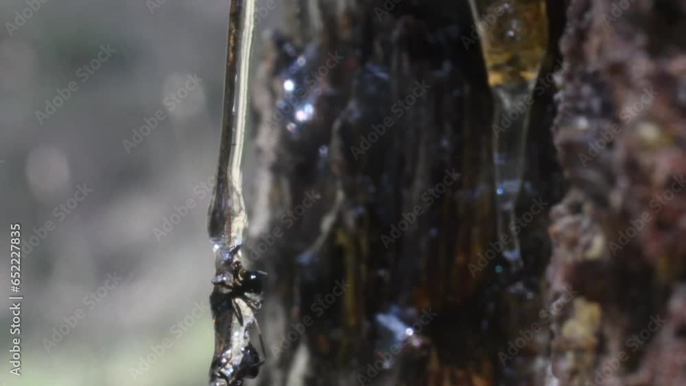 ant imprisoned by resin, Formica rufa, resin of larch ant imprisoned by resin, Formica rufa, resin of larch