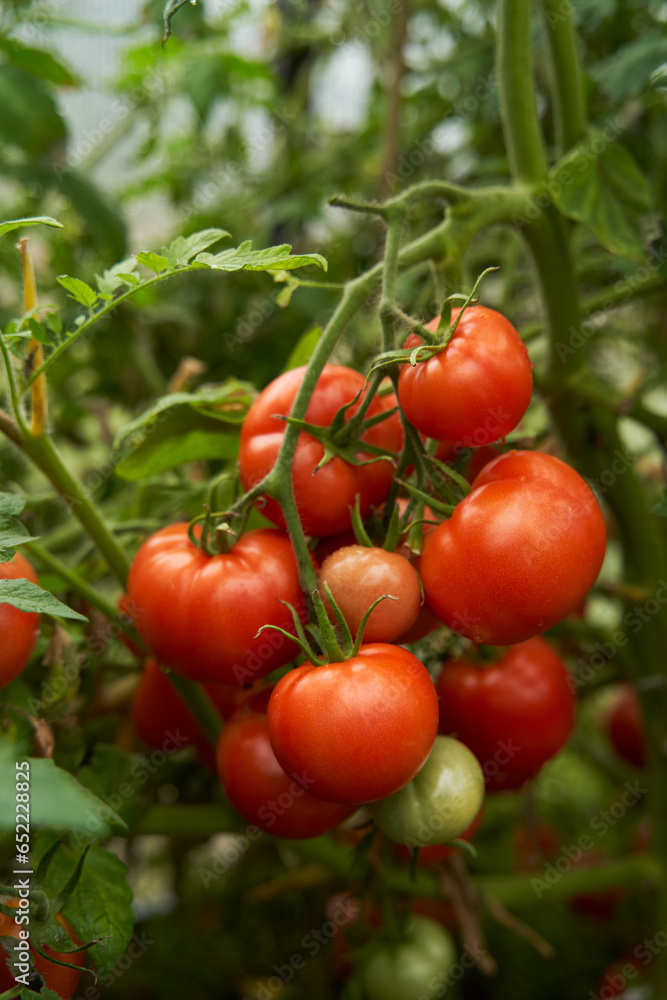 Red tomatoes on a branch in a greenhouse.