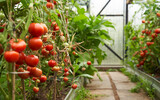 Greenhouse with tomatoes on a branch.