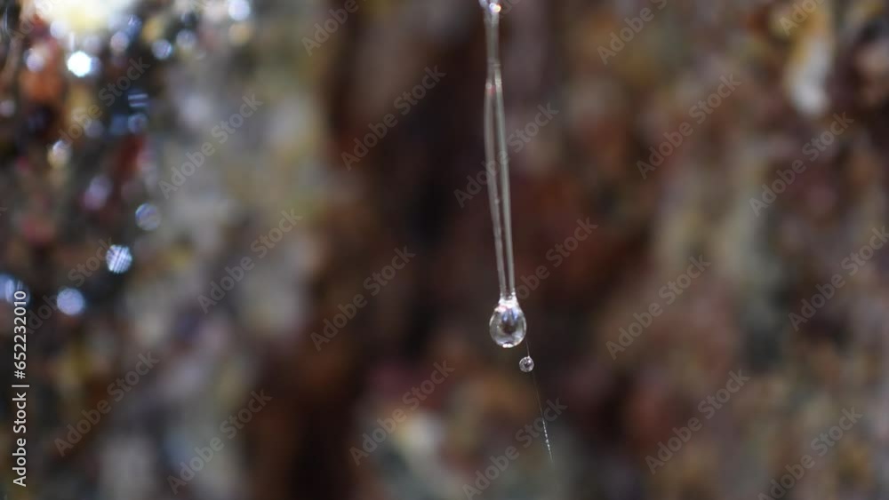 ant imprisoned by resin, Formica rufa, resin of larch ant imprisoned by resin, Formica rufa, resin of larch