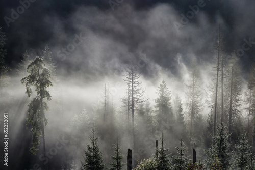 Beautiful landscape in misty forest in Tatra mountains at summer, Poland