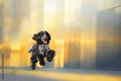 young black and white cocker spaniel dog portrait in city ctnter neer mirror building parking at sinset time photo