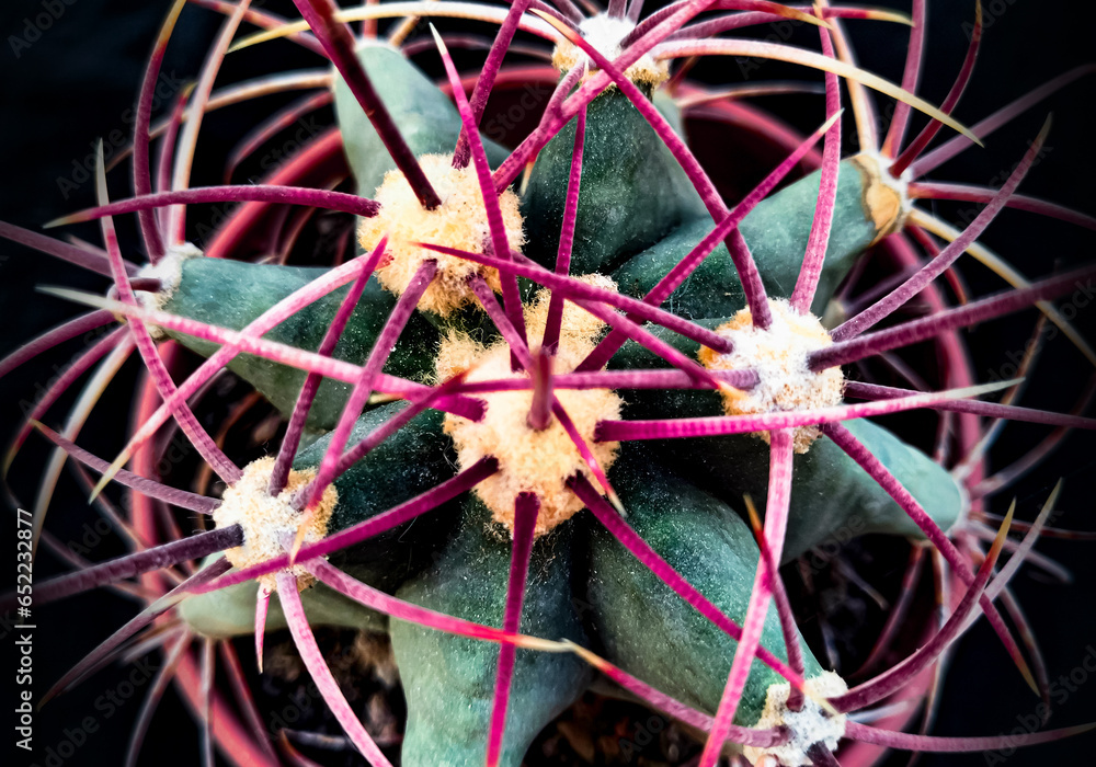 Overhead view of cactus plant