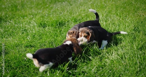 Several puppies nibbles on the owner's slippers on the lawn