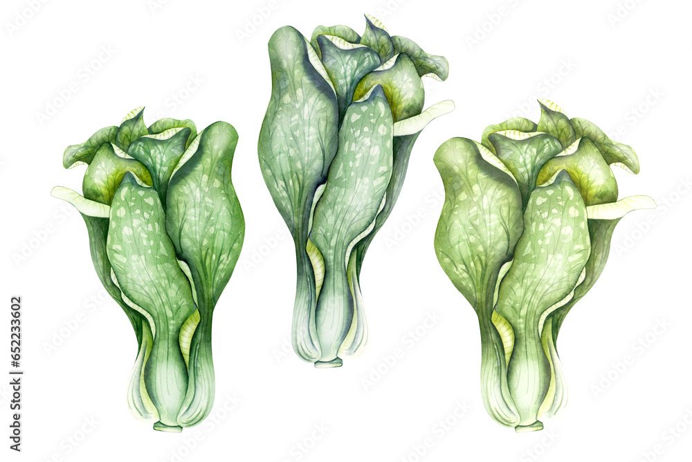 Hand drawn watercolor illustration of bok choy vegetable. Chinese cabbage isolated on white background. Superfood poster, fresh green vegetable, salad. - obrazy, fototapety, plakaty 