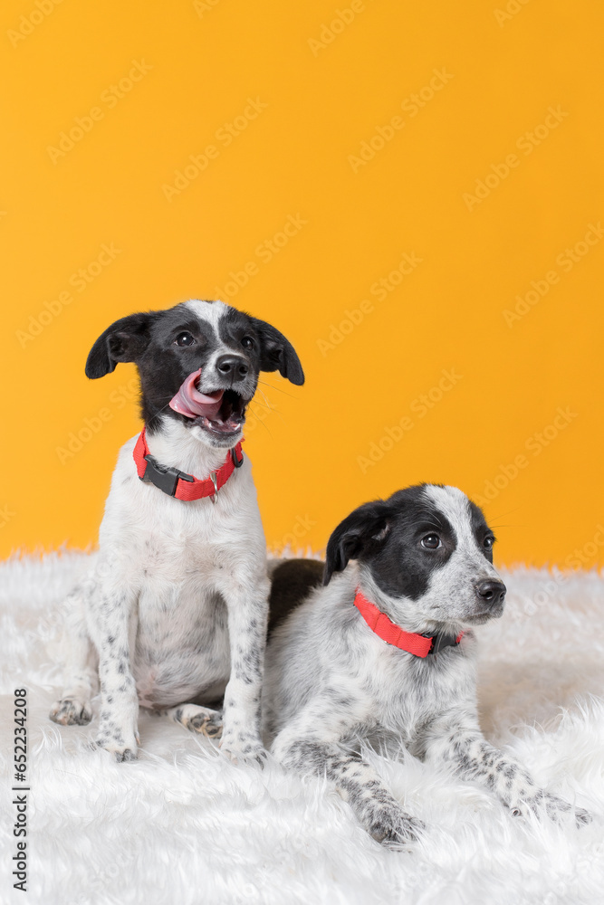 mongrel dog in an animal shelter on yellow background mongrel dog in an animal shelter on yellow background