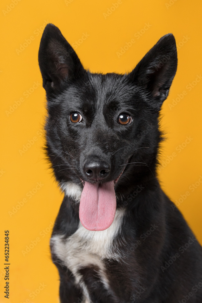 mongrel dog in an animal shelter on yellow background