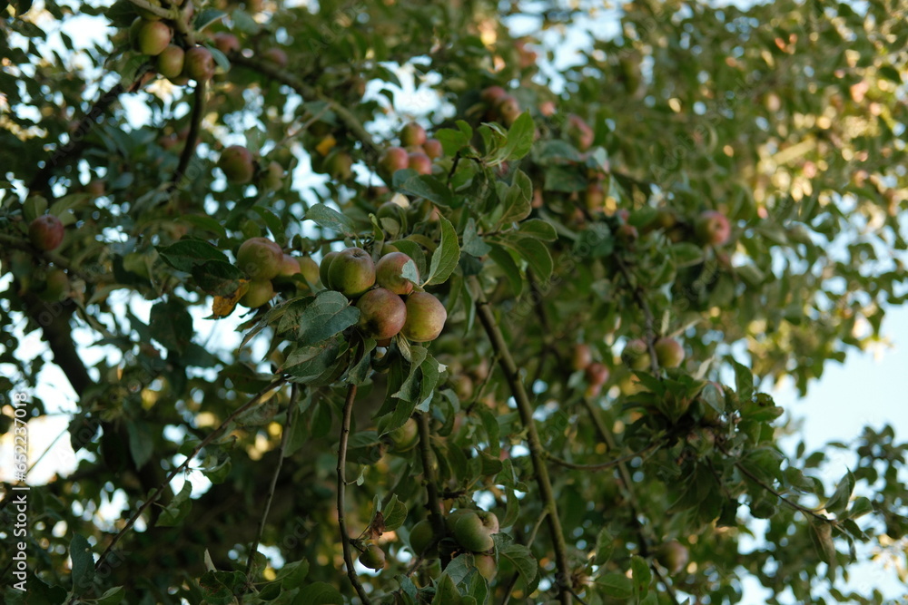 Promenade dans un verger en Normandie - France - Europe - Producteur de cidre - pommes