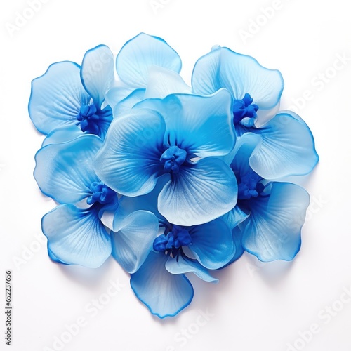 Blue orchids flowers isolated on white background  top view. Floral flowers pattern.
