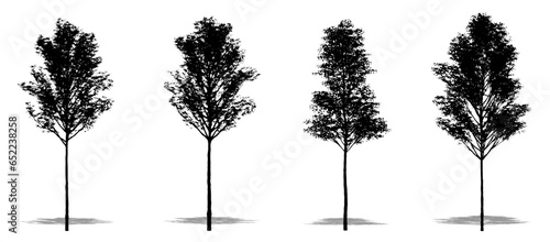 Set or collection of European Aspen trees as a black silhouette on white background. Concept or conceptual vector for nature, planet, ecology and conservation, strength, endurance and  beauty