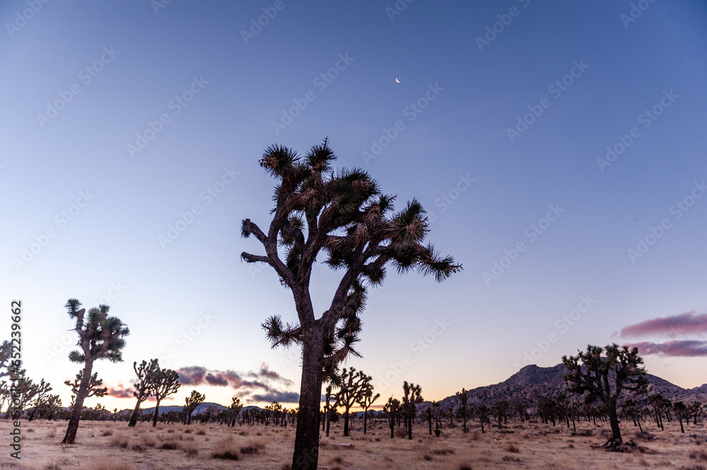 Impression of an early morning sunrise in Joshua Tree national park on an early winter morning.