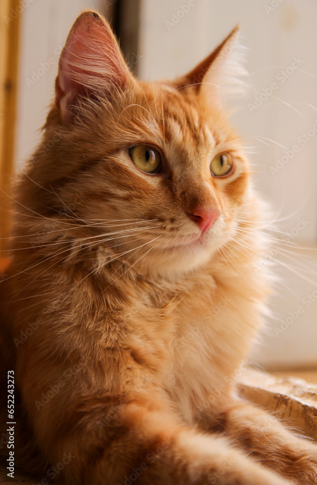 Fototapeta premium simba the cat on the window