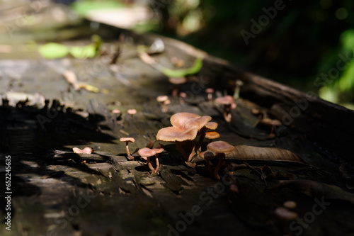 Wild mushroom on the spruce stump. Autumn time in the forest
