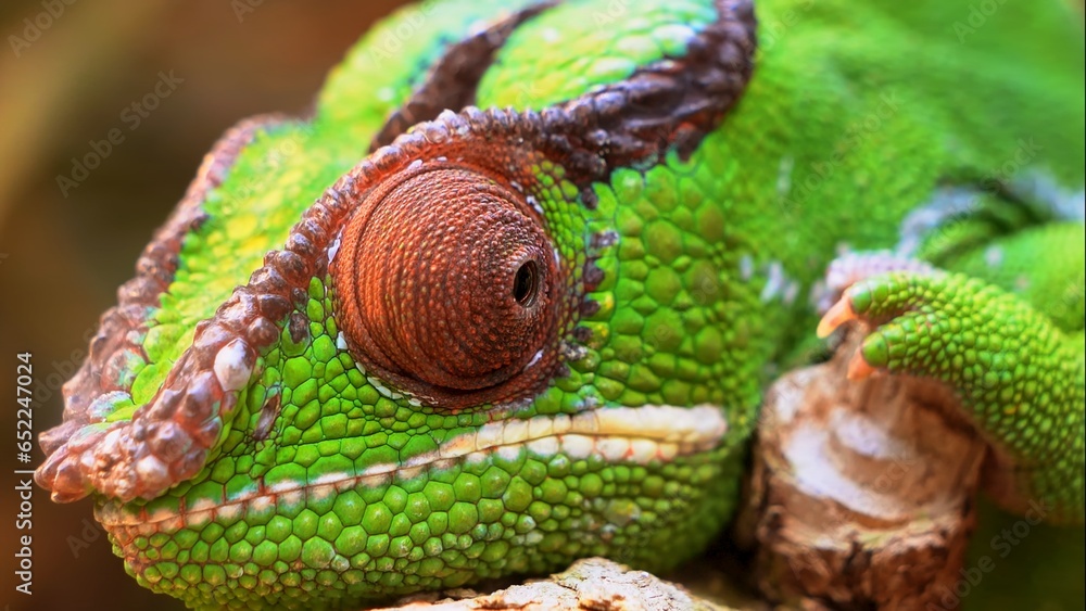 Fototapeta premium chameleon on a branch