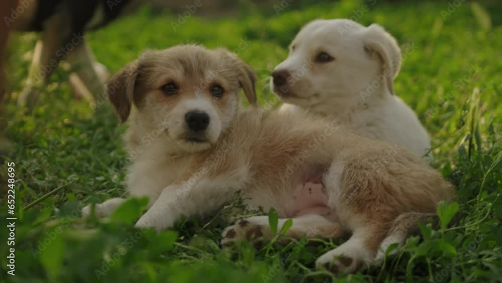 Two puppy sitting on the green grass near mammal dog. Senior and puppy. 8 week old puppy. Three dogs. Two puppy sitting on the green grass near mammal dog. Senior and puppy. 8 week old puppy. Three dogs.