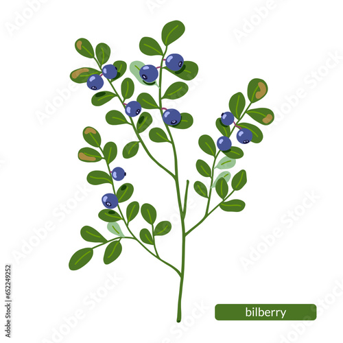 Bilberry vector illustration. European blueberry. Hand drawn green shrub with northern blue forest berries isolated on white background. Natural healthy food with vitamins. Jam, juice, pie ingredient
