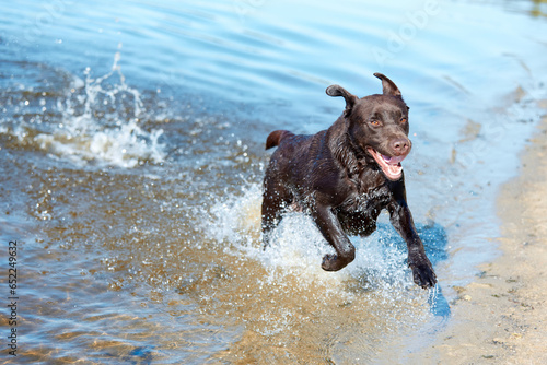 Dog jumping of river, sea water in summer, brown retriever resting, playing on beach. Happy purebred labrador. Travel concept, pets in nature