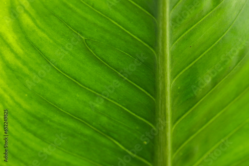 tropical leaves  abstract green leaves texture  nature background. Close-up tree leaf background. Natural background. Macro leaf. soft focus