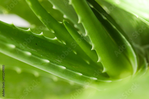 Fototapeta Naklejka Na Ścianę i Meble -  Aloe vera is tropical green plants tolerate hot weather. A close up of green leaves, aloe vera. Aloe vera is a very useful herbal medicine for skin care and hair care that can be used as treatment.
