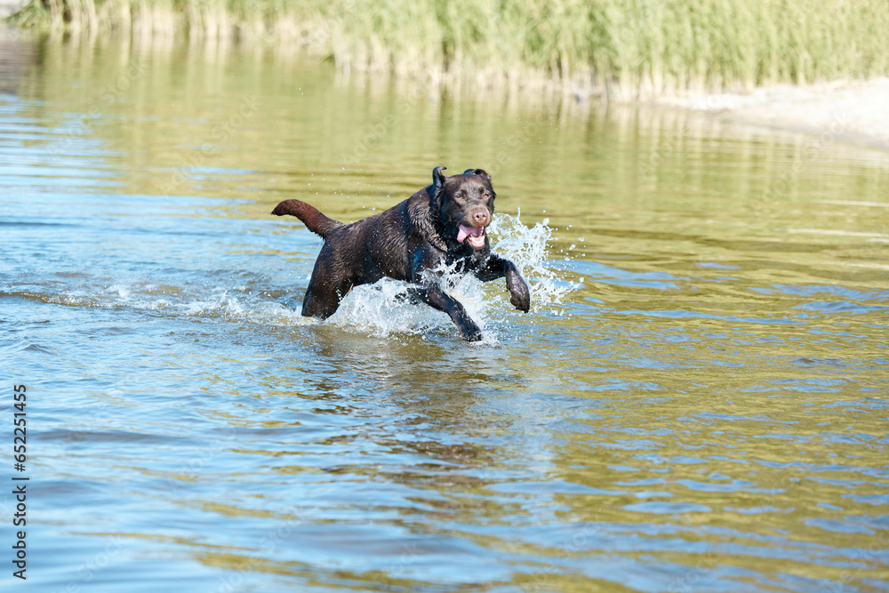 Funny dog running from river, sea in water splashes in motion. Purebred brown retriever resting, playing on beach in summer. Happy labrador. Funny dog running from river, sea in water splashes in motion. Purebred brown retriever resting, playing on beach in summer. Happy labrador.