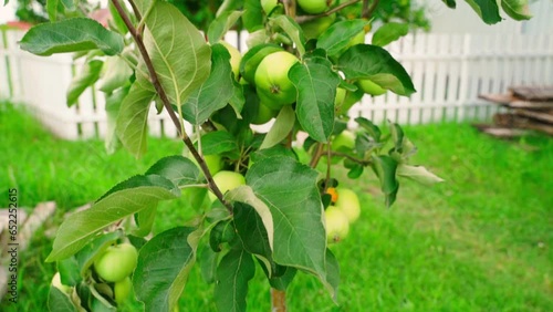 Young apple tree with a large crop of hanging green apples close-up, camera movement from bottom to top