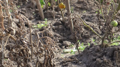 Tomatoes withered at the root due to drought and disease. The dead tomato crop. High quality video